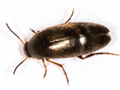 Anaspis garneysi